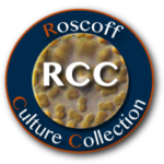 logo-rcc-lifting-v2