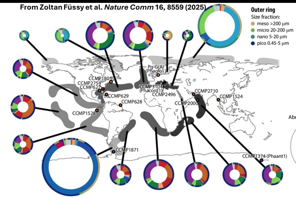 New study on the marine microalga Phaeocystis